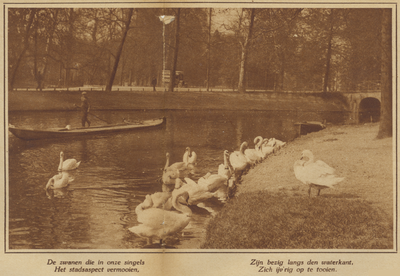 872544 Afbeelding van een groep zwanen in de Stadsbuitengracht te Utrecht, tijdens een mooie lentedag.